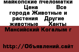  майкопские пчеломатки F-1  › Цена ­ 800 - Все города Животные и растения » Другие животные   . Ханты-Мансийский,Когалым г.